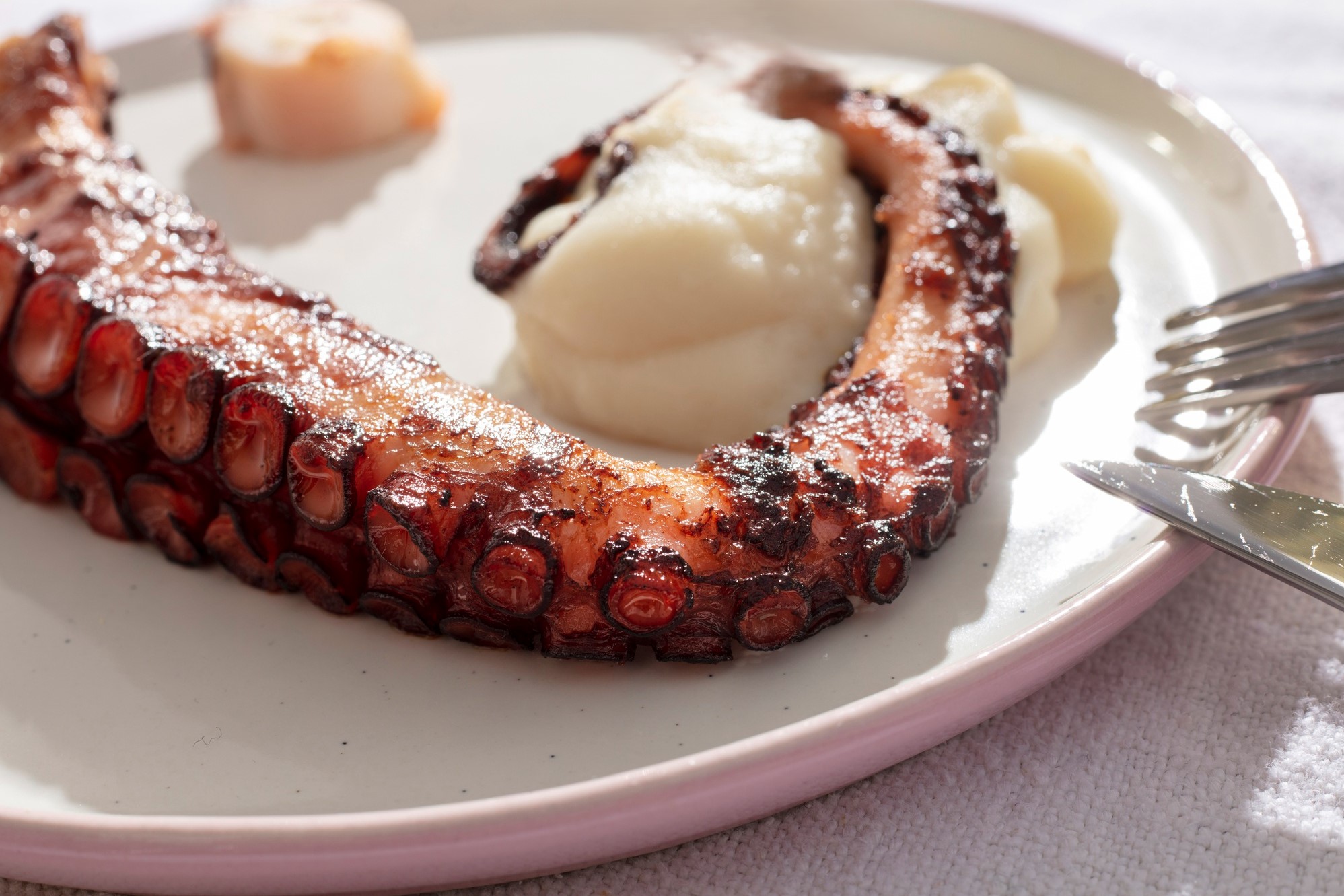 Pulpo ¿Cómo cocinarlo para los niños?